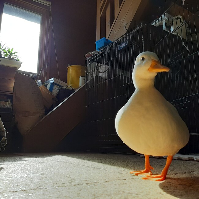 レグルスのカバー写真