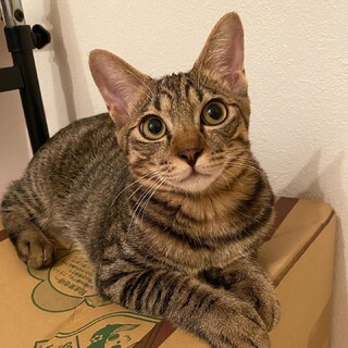 とってもイケニャンです！