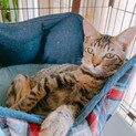 控えめ穏やか美人キジトラෆ⃛ルルちゃん