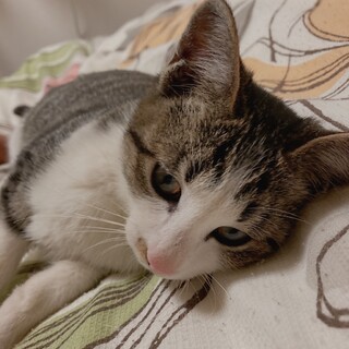 里親決定しました