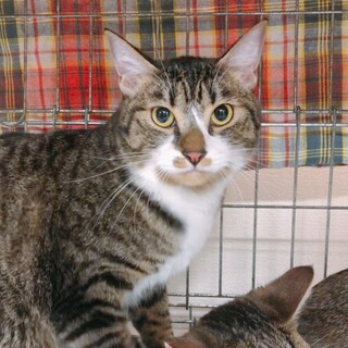 癒し系ゴロゴロ男子ෆ⃛とら吉くん