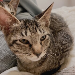 里親決定しました