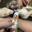 3匹まとめて飼育できる方お願い致します