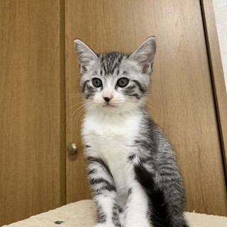 ふわもこ兄妹；充くん