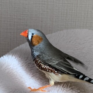 キンカチョウ　手乗り文鳥