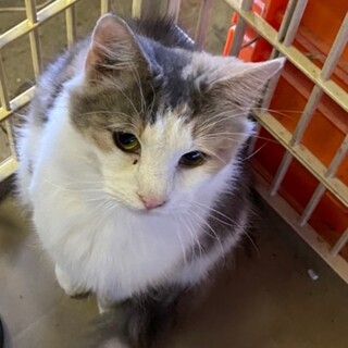 パステルノルウェージャン♀