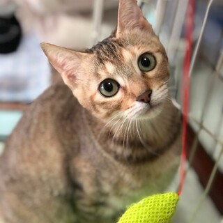 なんと可愛らしい！テシーちゃんです