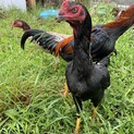 軍鶏の雛　
