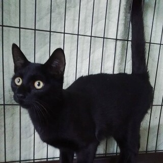ベタベタ・ゴロゴロの黒猫ブラッキー君