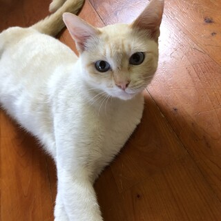 綺麗なブルーの瞳の女の子です