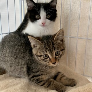 一時募集停止　元気印な白黒くんと可憐なキジちゃん