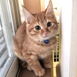 茶トラのイケメン　ルーカス君