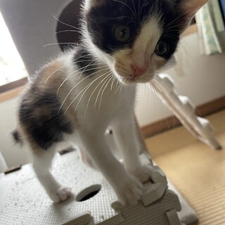 甘えん坊のハチワレ三毛猫ミーちゃん2ヶ月女の子