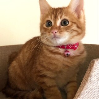 茶トラのイケメン　ルディ君