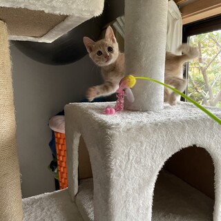 ミルクティ色のキジ子猫　ミルくん2ヶ月美男子