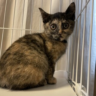 ≪一般保護≫ぱっつん前髪エキゾチックなサビ猫♀