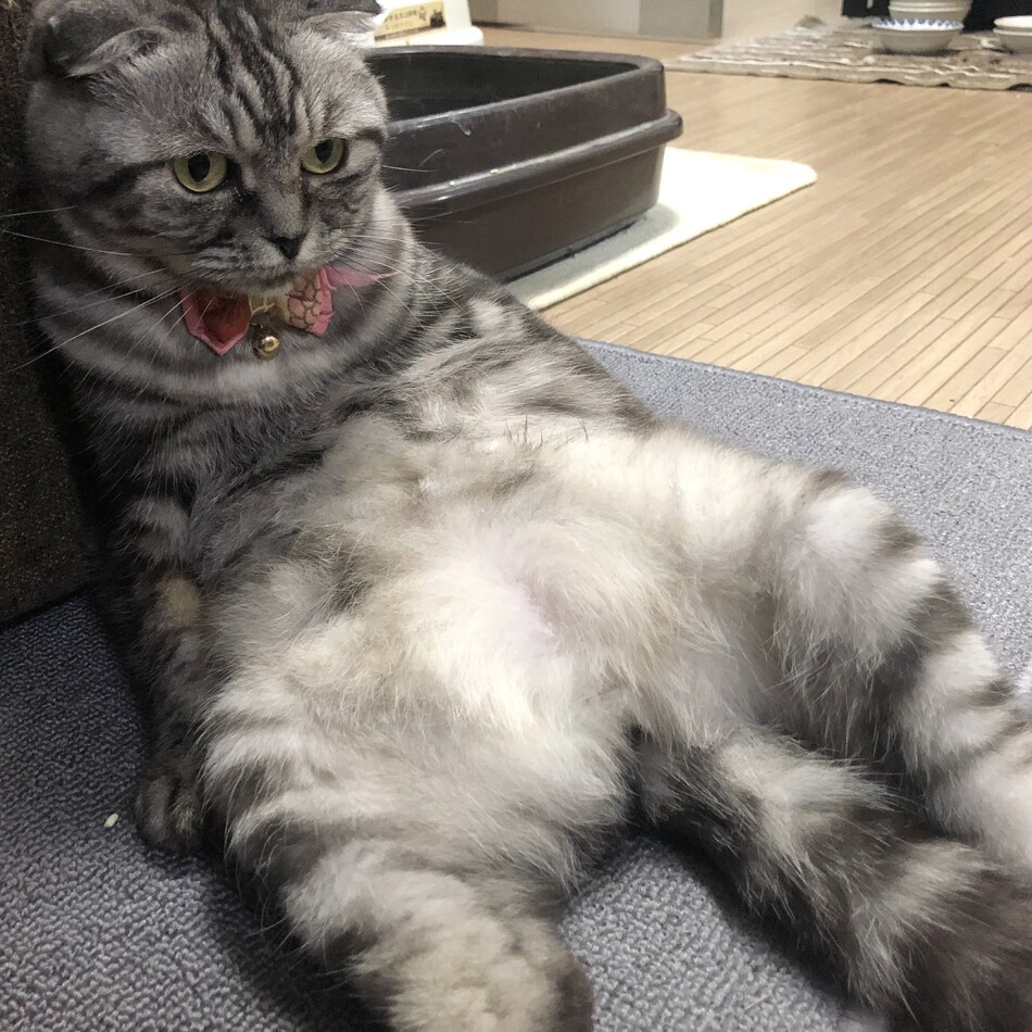 ミミのカバー写真