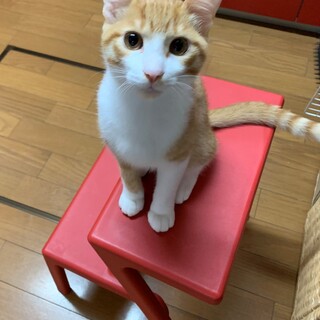 一時募集停止　推しニャンそろそろやんちゃは卒業