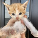 子猫の男の子　大人しくておっとりした性格です。
