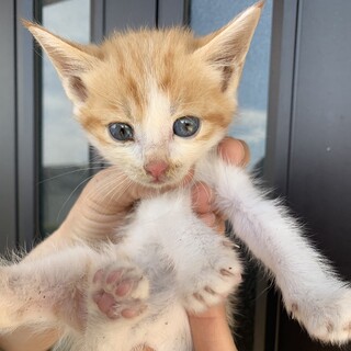子猫の男の子　大人しくておっとりした性格です。