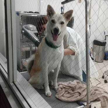 シャンプーセット。１時間後にお迎えに行くとこの笑顔。