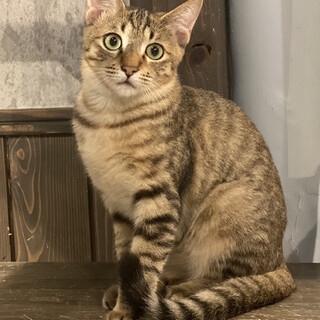 キョトン顔がチャームポイント　いなりちゃん