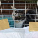 猫の里親募集