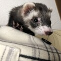 フェレット１匹の里親募集しております