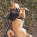 【決定】男の子の柴犬(2)の里親さん募集