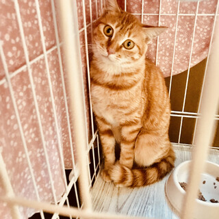 シャイな女の子です