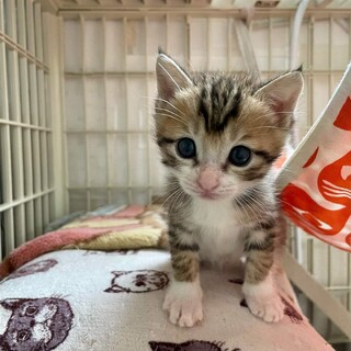 乳飲み子から育てた４兄妹