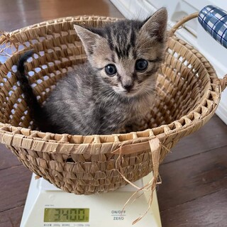 乳飲み子から育てた４兄妹