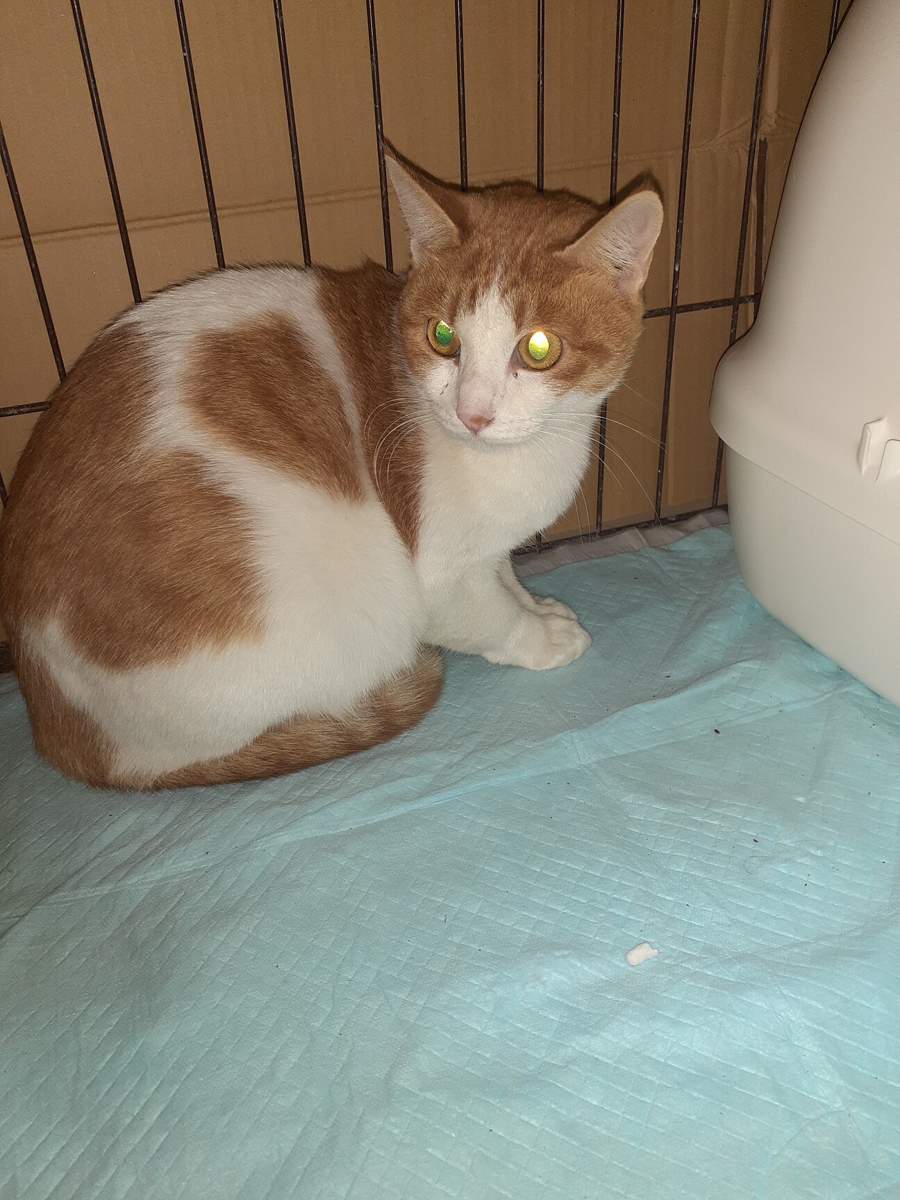 保護猫 茶白 猫ちゃん 三重県 猫の里親募集 3718 ペットのおうち 月間利用者150万人