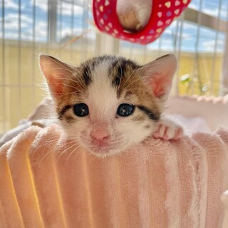 乳飲み子から育てた４兄妹