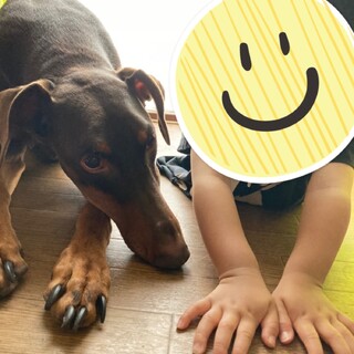 ドーベルマン　女の子　6歳　人が大好きです！