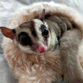 フクロモモンガ　里親募集します。