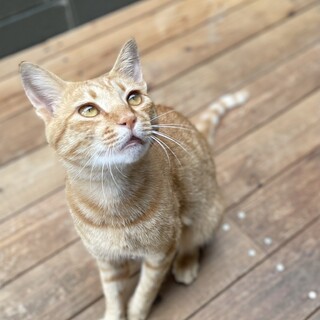【去勢済み】穏やかで甘えん坊