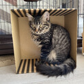 【兄弟2匹でお迎えください】長毛トラ柄かわいい子猫