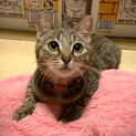 可愛いくおっとりクルルン言う甘えっ子。グレイス