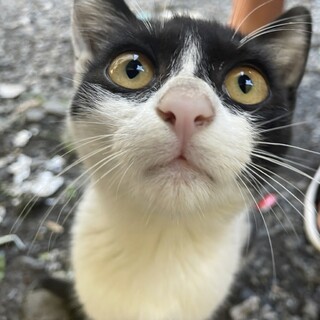 人慣れ・性格抜群！甘えん坊ちゃん(避妊済)