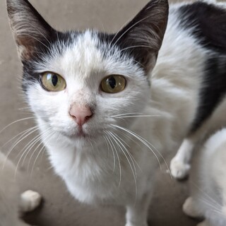 おっとり美猫お姉ちゃん！(避妊・耳カット済)