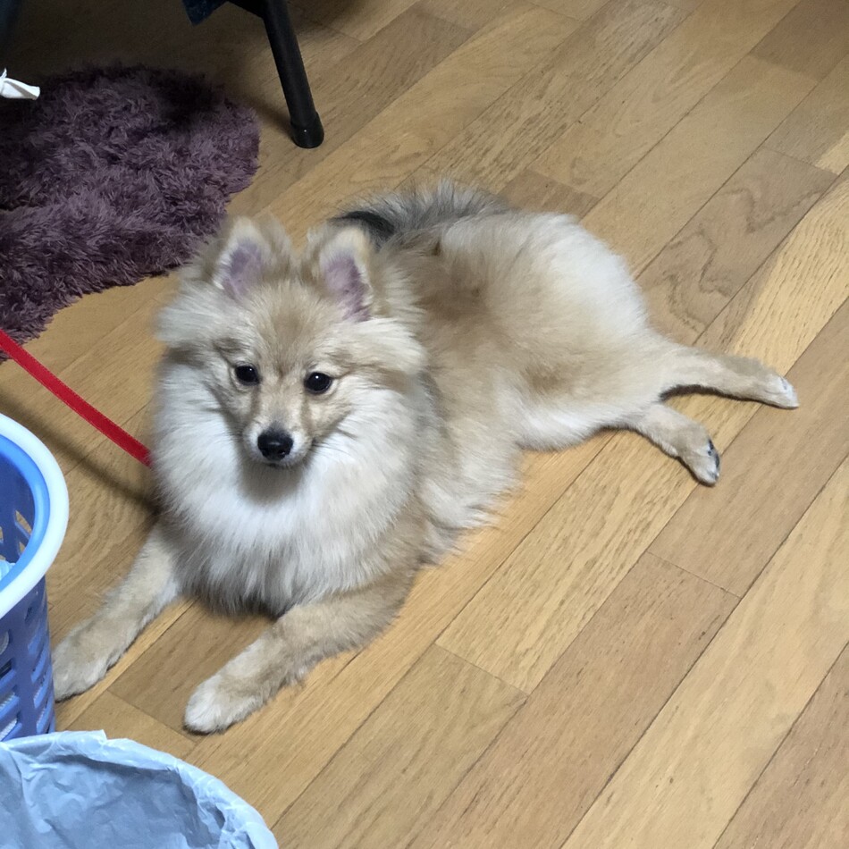 リリィのカバー写真