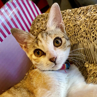 【代理募集】目が合うと走ってくる♡サンちゃん♡