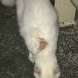 「ケガをした？白猫ちゃんの捕獲」サムネイル2