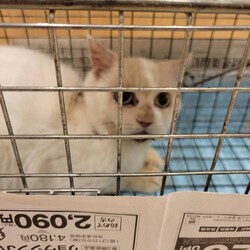 「ケガをした？白猫ちゃんの捕獲」サムネイル3