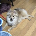 1歳のポメラニアンです