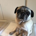 小さめパグの女の子です