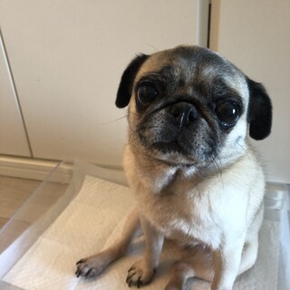 小さめパグの女の子です