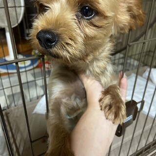 ヨークシャーテリアイケメンな男の子