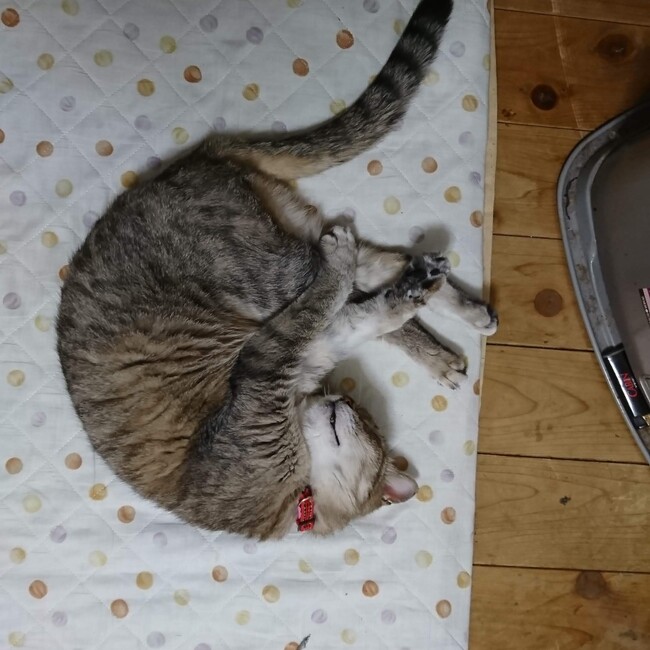 teru.comのカバー写真